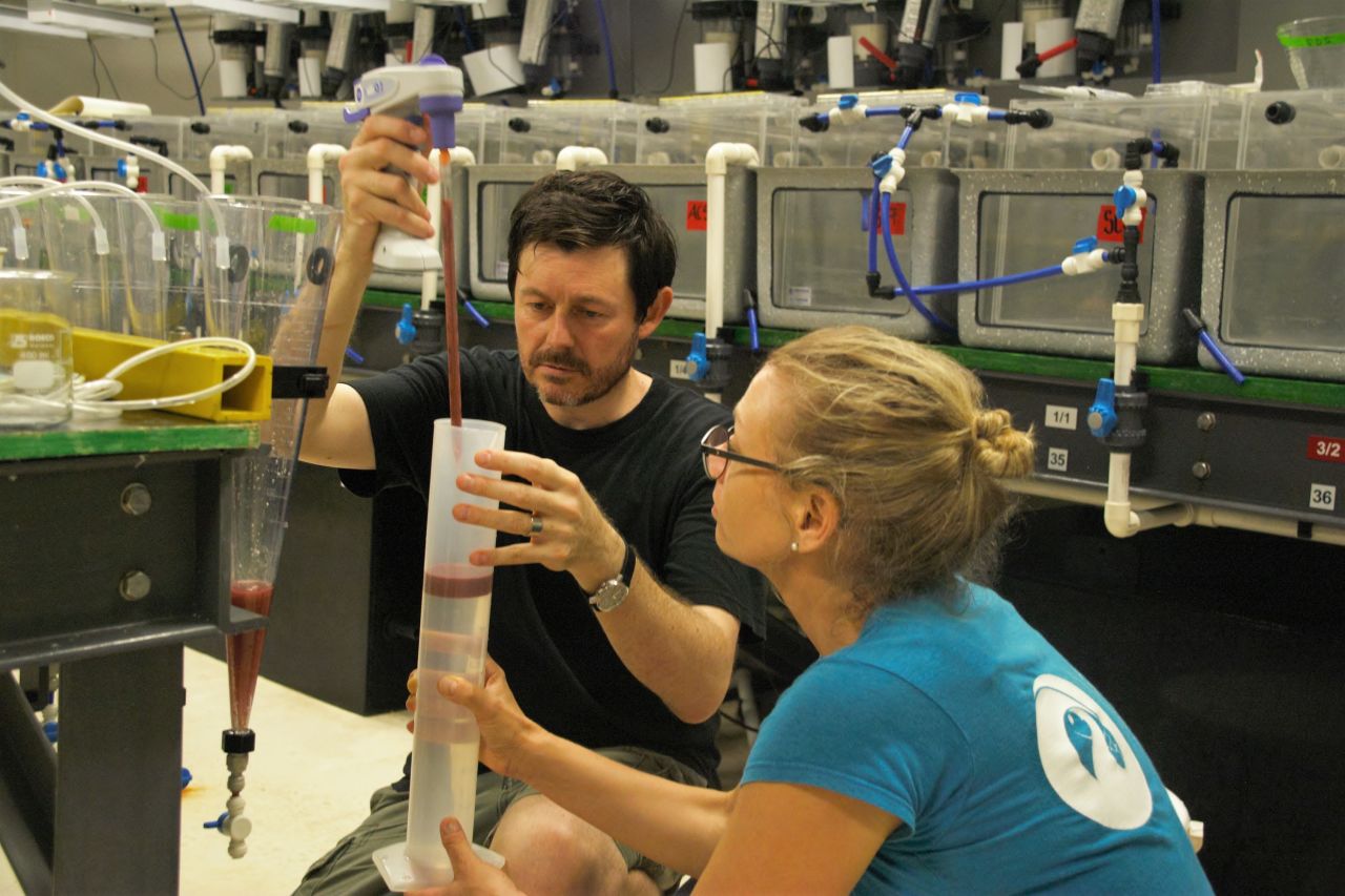 Senior research scientists Dr Jonathan Daly, Taronga Conservation Society, and Dr Line Bay, Australian Institute of Marine Science, collect eggs during coral spawning in the National Sea Simulator at the Australian Institute of Marine Science. 