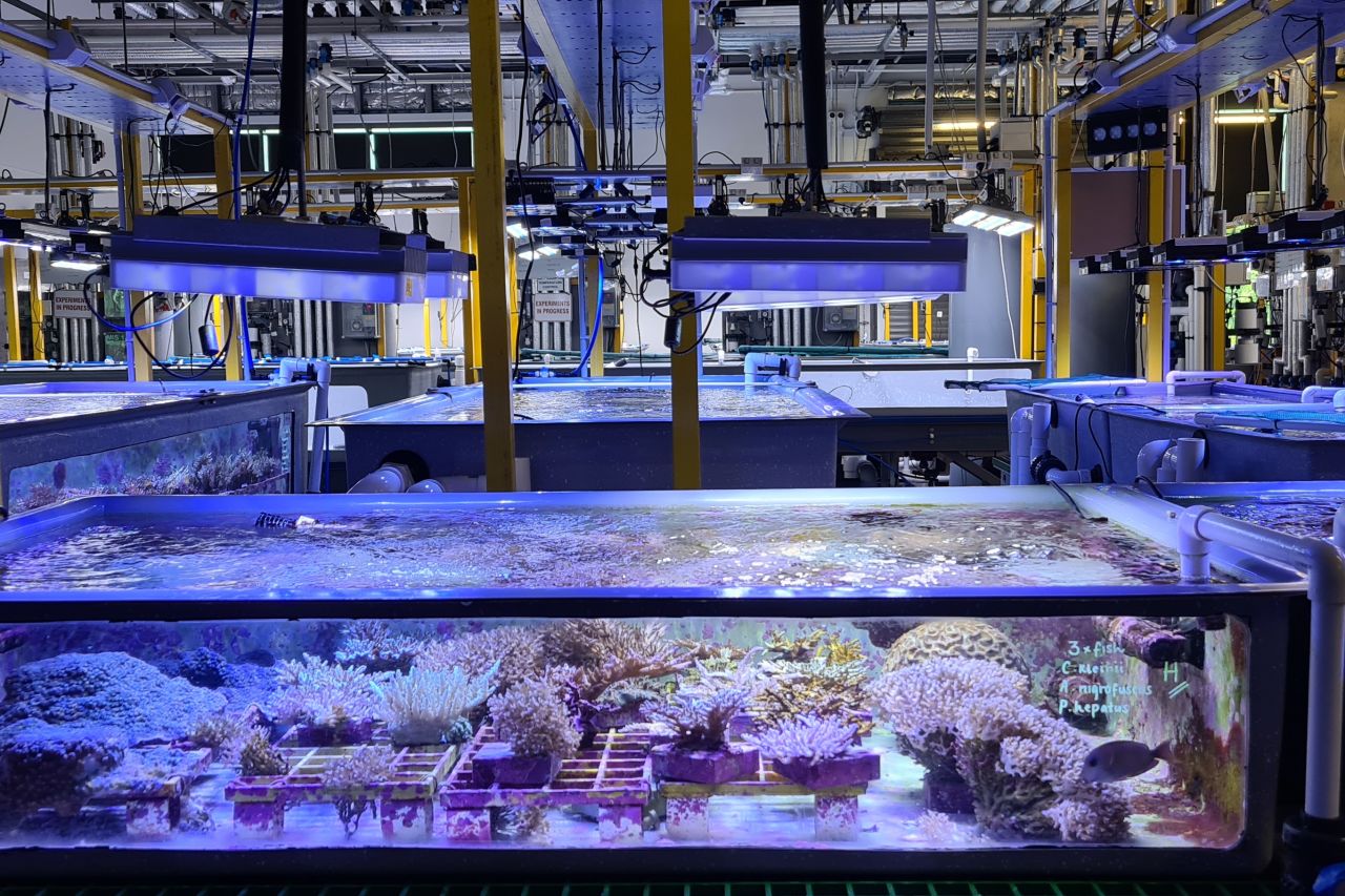 Young corals growing inside the specialised aquarium facility at the Australian Institute of Marine Science. Credit: Katrina Garvin, GBRF