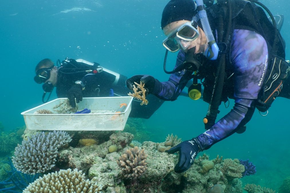 Researchers collecting coral fragments for planting at Opal Reef. Credit Calypso Productions.