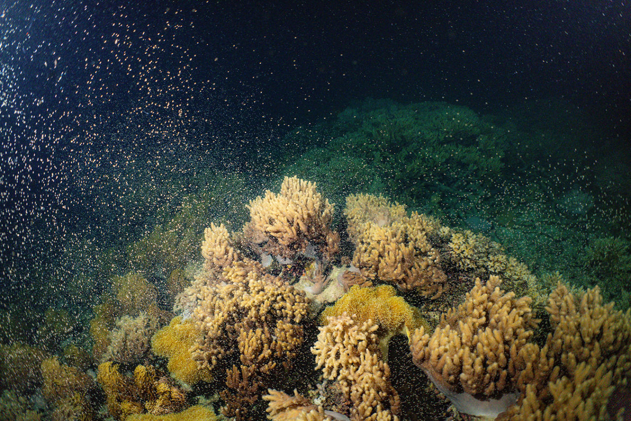Coral spawning on Moore Reef in 2024. Credit: Stuart Ireland, Calypso Productions.