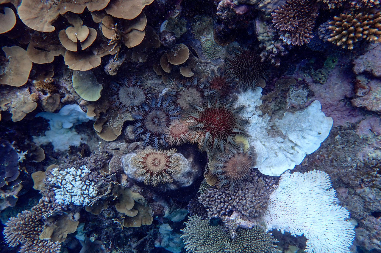 Multiple crown-of-thorns starfish residing on the Reef. Credit: Australian Institute of Marine Science.