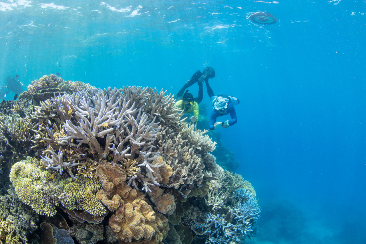 Field based training in Cairns. Credit: Reef Teach