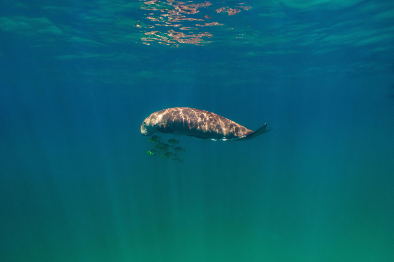 Dugongs have specialised grinding teeth that help them break down tough seagrass leaves. Credit: Charlie Morgan.