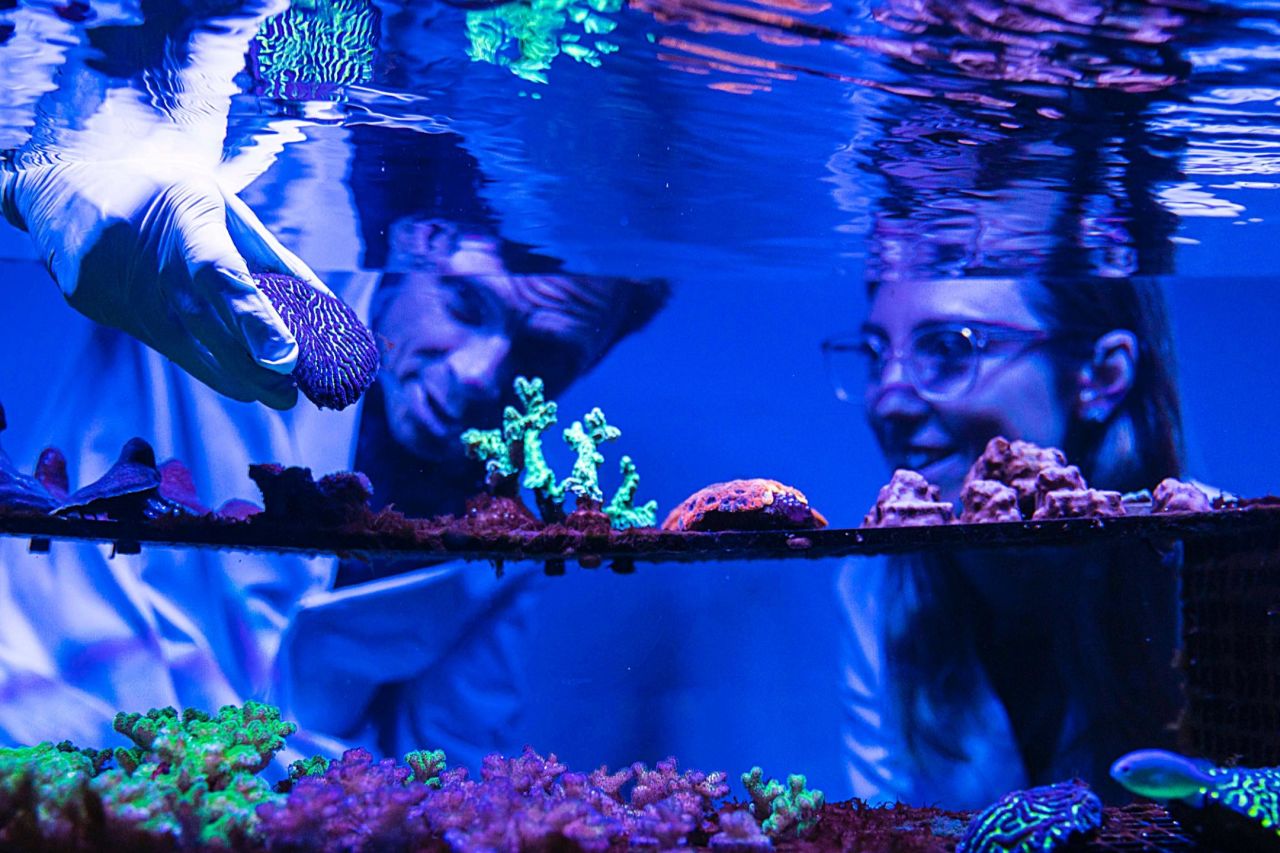 📷  Andy Roberts - David Suggett and Emma Camp in the coral lab