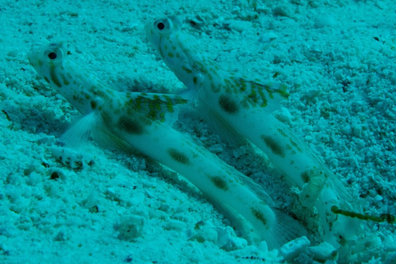 Shrimp gobies share burrows with shrimp, warning them of predators and in return, the shrimp builds and maintains their home.