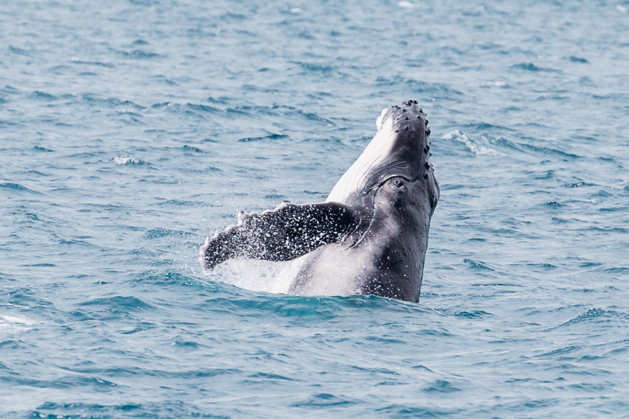 A baby humpback whale learning to breach. Credit: Playful Lens.