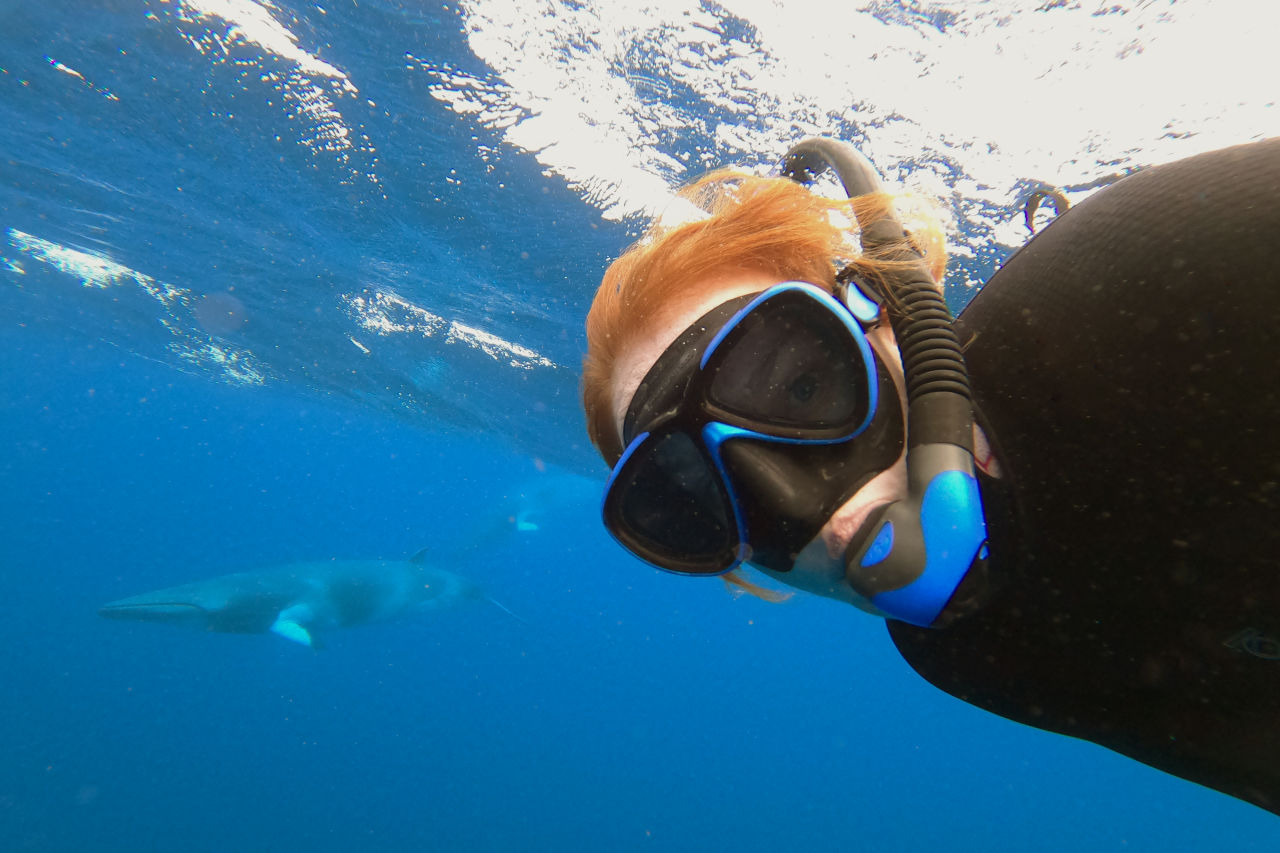One of Abbi's favourite experiences on the Great Barrier Reef is when she swam with dwarf minke whales. Supplied: Abbi Scott