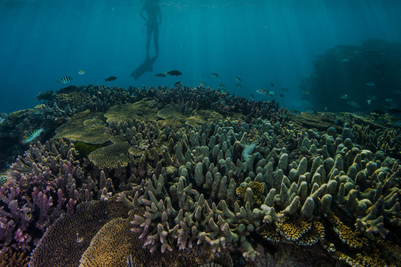 📷 Gary Cranitch - Great Barrier Reef Diver