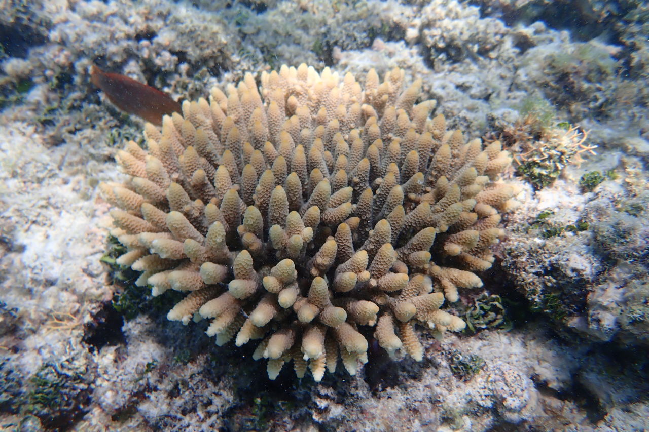 Coral IVF babies breed for first time ever on the Reef