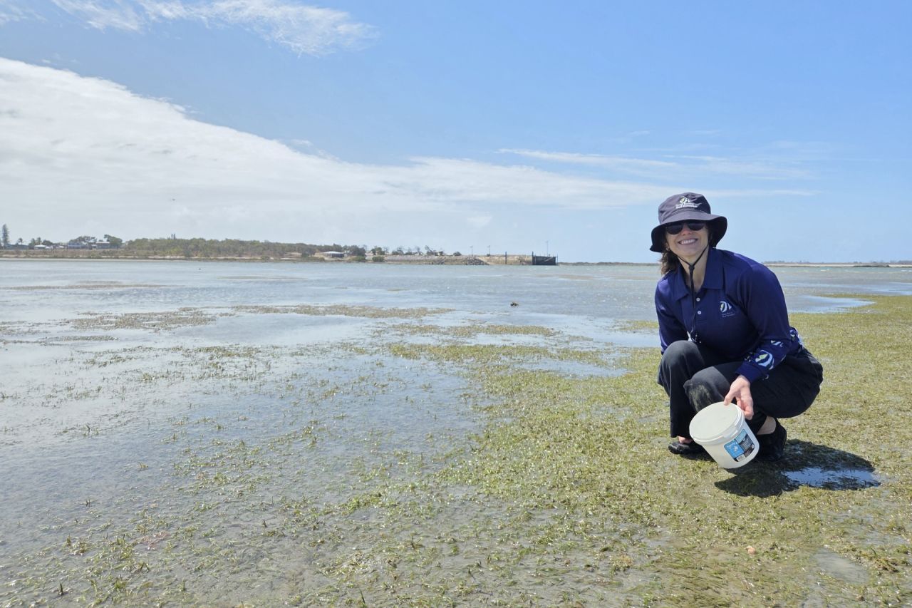 Seagrass program manager Susie Gore collects seagrass flowers at Gladstone Harbour meadows.