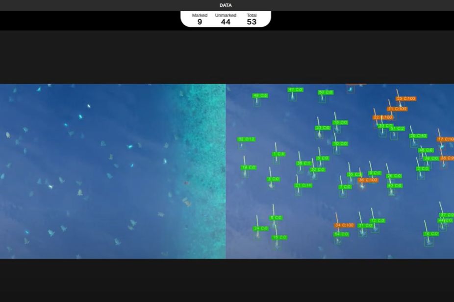 The app in action for counting and tracking sea turtles