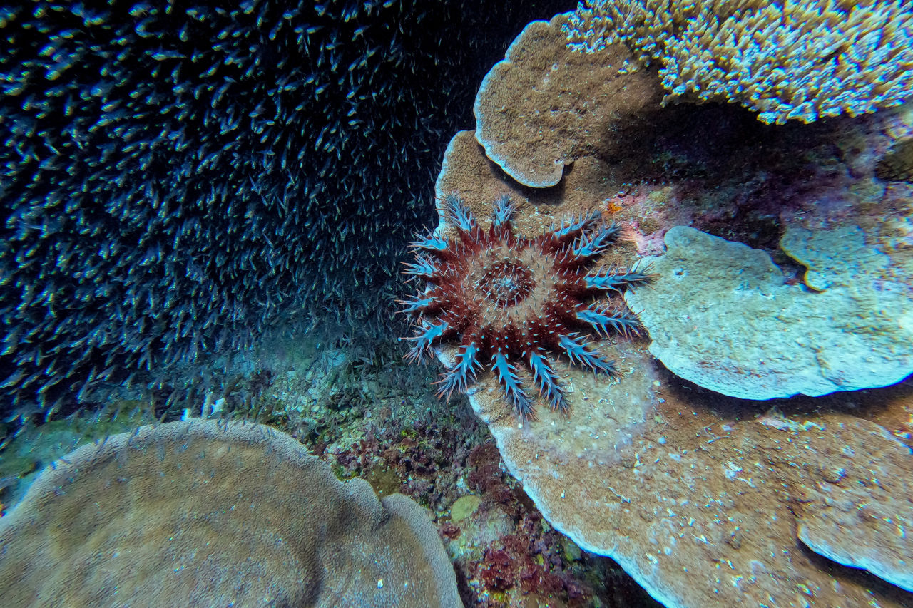 The COTS Control Program harnesses the power of data, science and on-ground action to tackle this coral-eating starfish right at the source. Credit: AIMS | Justin Rowley.