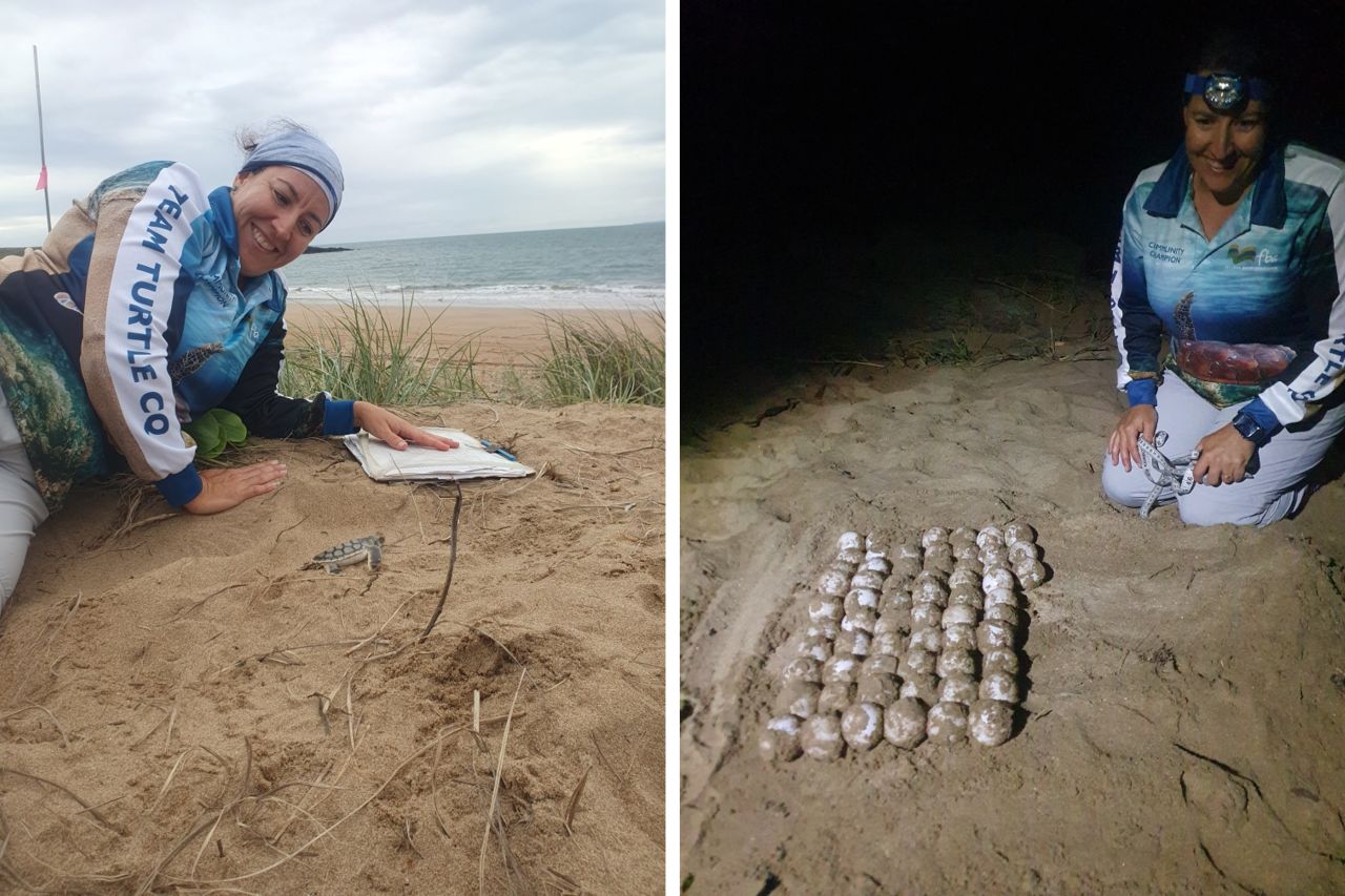 Marine Turtle Nesting and Hatching Census, Facing Island. TTCQ volunteer opportunity courtesy of Gladstone Ports Corporation (GPC), Gladstone. Credit: FBA