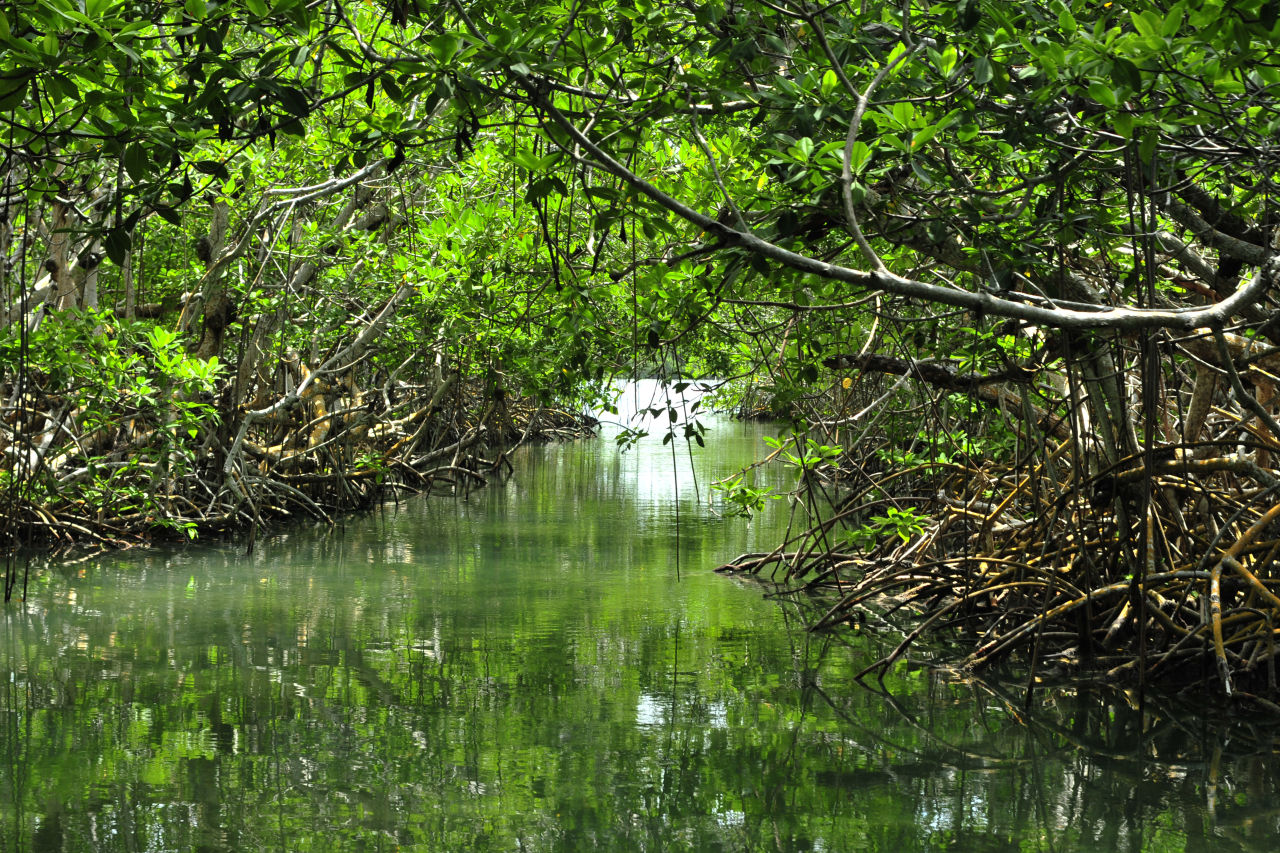 📷  Eduard Muller - Belize bac chico mangrove