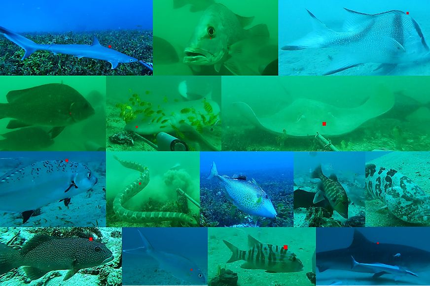 Baited Remote Underwater Cameras capture snapshots of an array of fish species. Credit: AIMS 