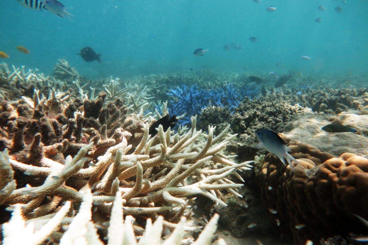 This is the critical decade for coral reef survival - Great Barrier
