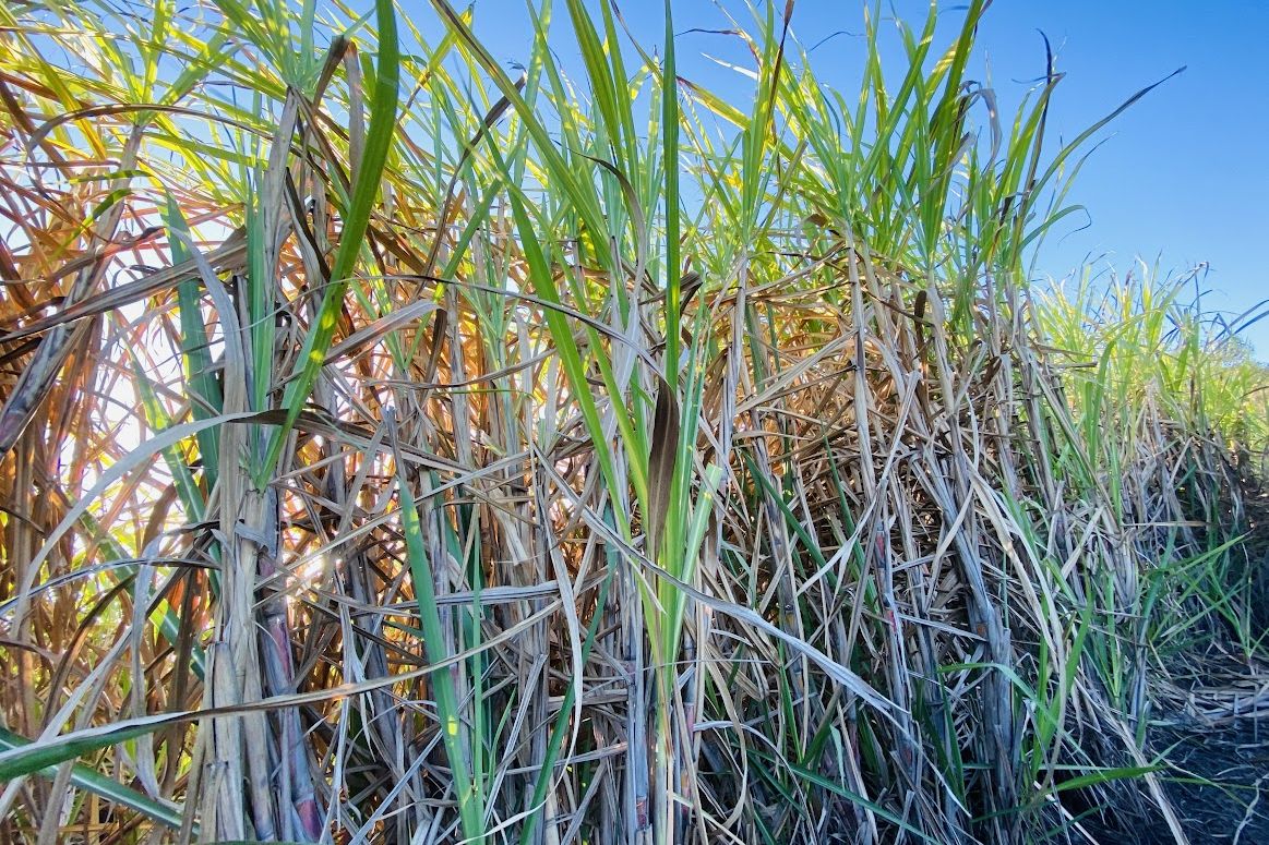 Cane field. Credit: Carolyn Trewin