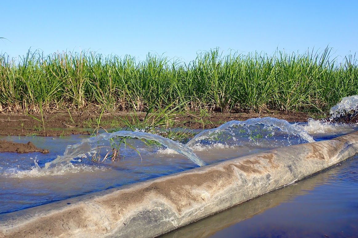 Cane irrigation. Credit: Carolyn Trewin