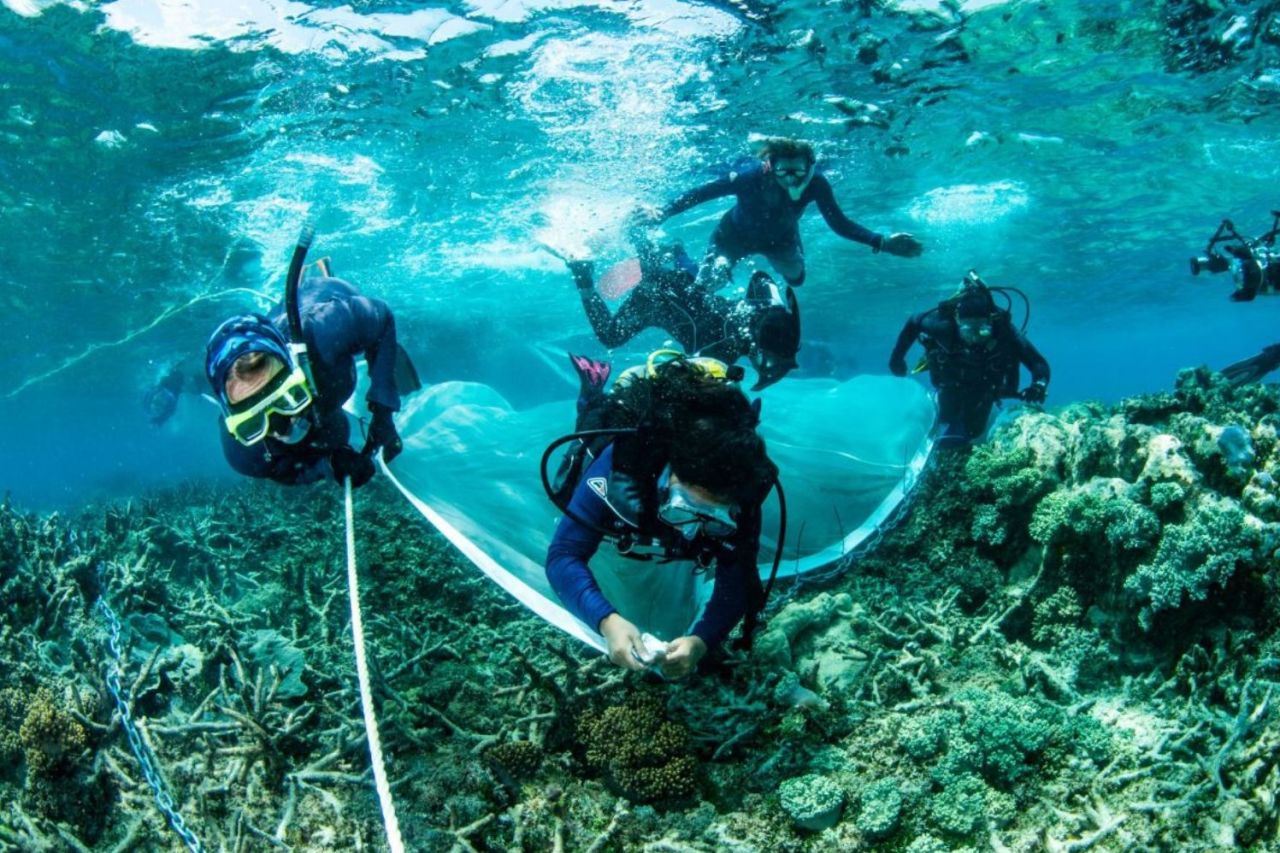 Coral IVF babies being deployed onto the Reef. Credit: Gary Cranitch, Queensland Museum.