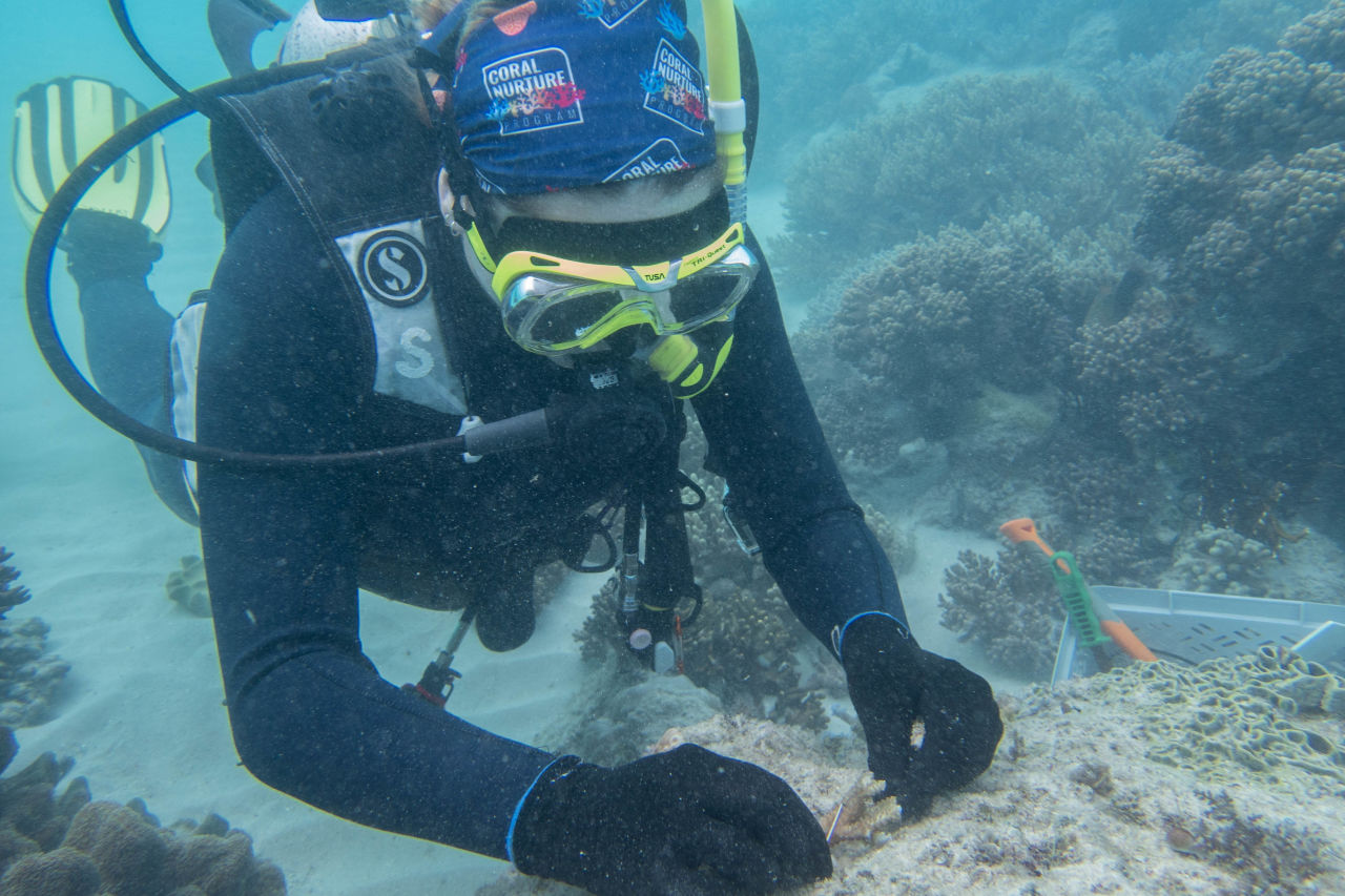 Researchers on Oceanfree planting coral fragments in Cairns. Credit: Christine Roper.