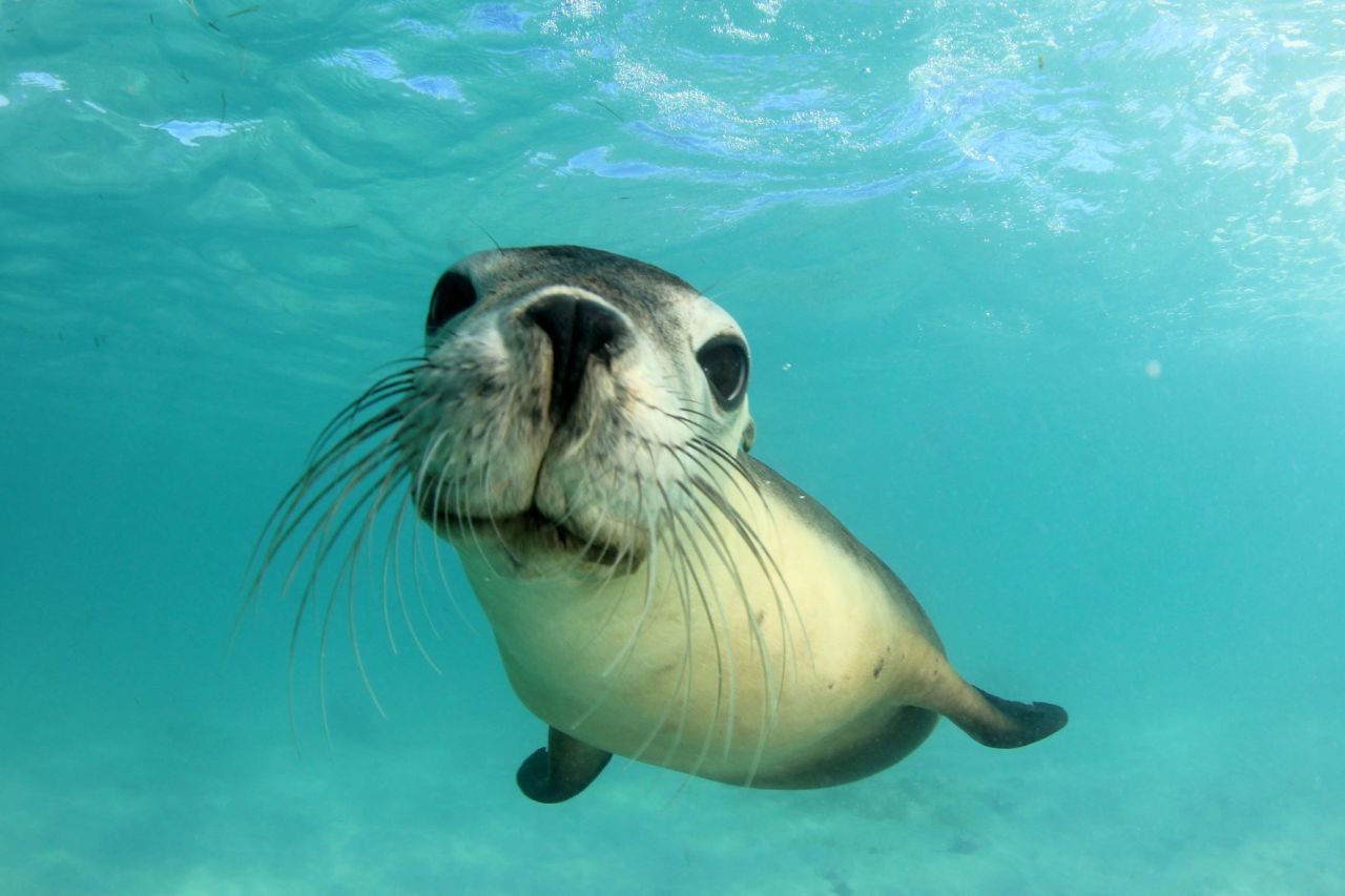 Seals - Great Barrier Reef Foundation - Great Barrier Reef Foundation