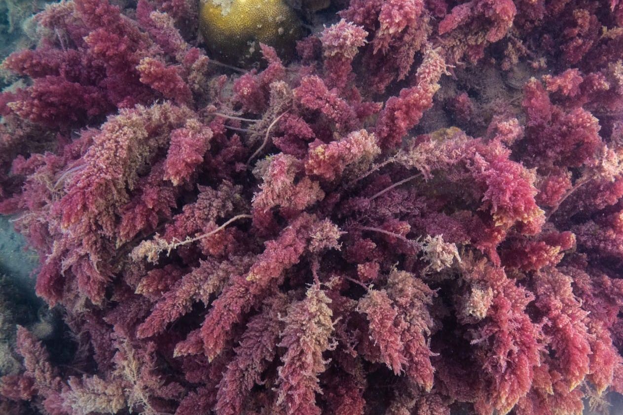 Seaweed such as this asparagopsis absorbs pollutants and provides habitats for marine life. Credit: Rory Mulloy. Top Image Credit: Dr Guillermo Diaz-Pulido