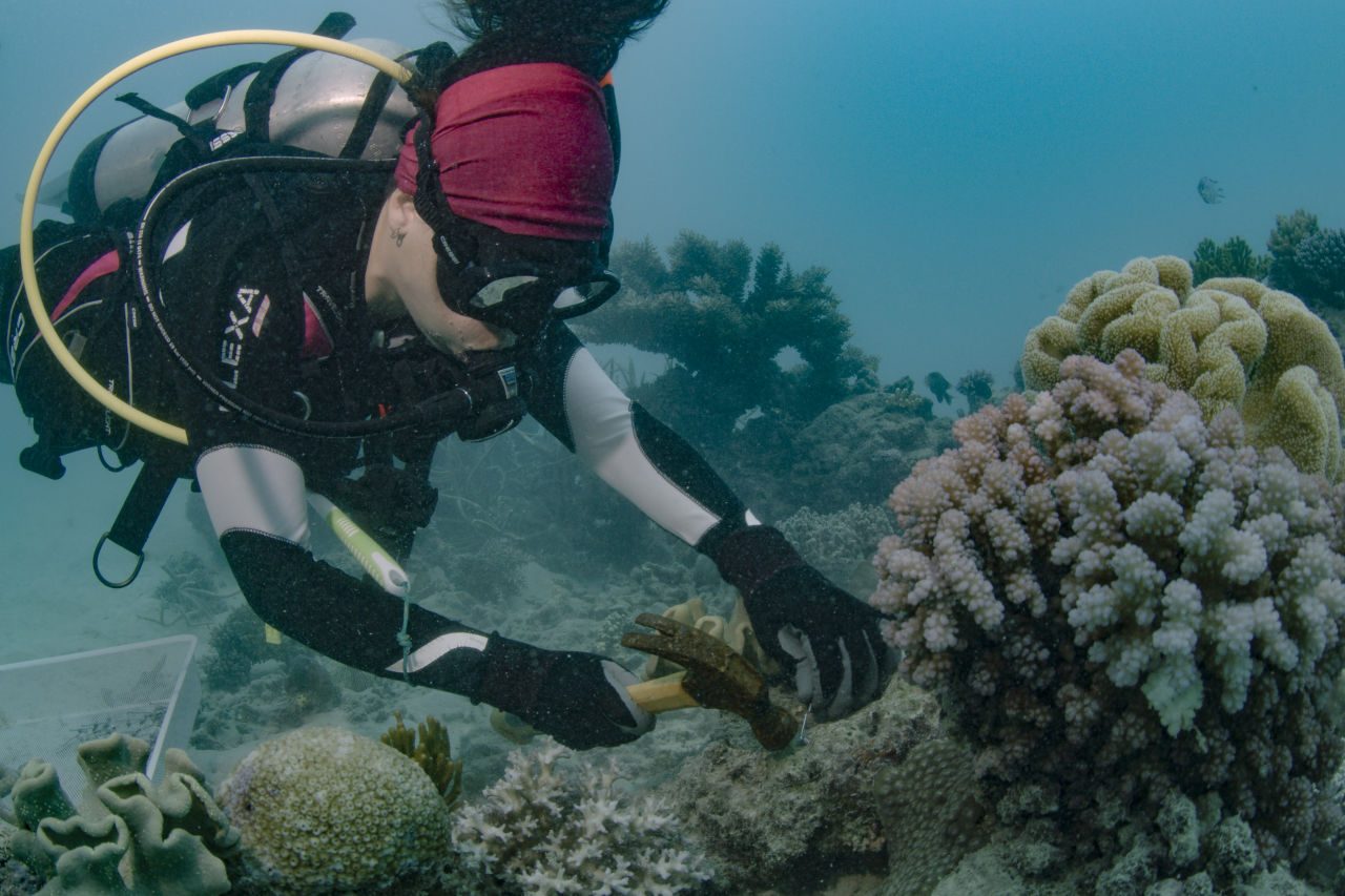 📷 Christian Miller - A diver uses a coral clip to attach a coral fragment of opportunity back to the Reef. 