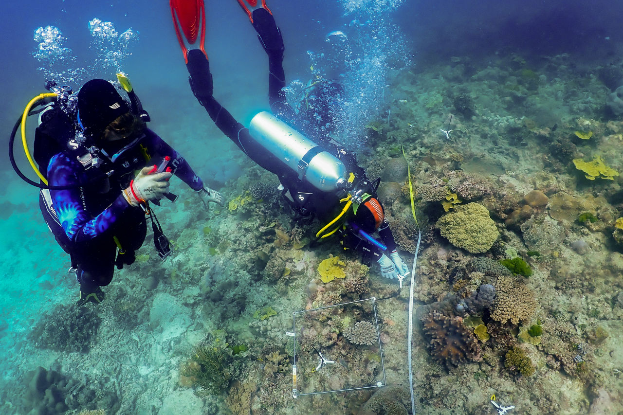 Researchers from the Australian Institute of Marine Science deploy coral babies onto the Reef at Heron Island. Credit: Gemma Molinaro, AIMS