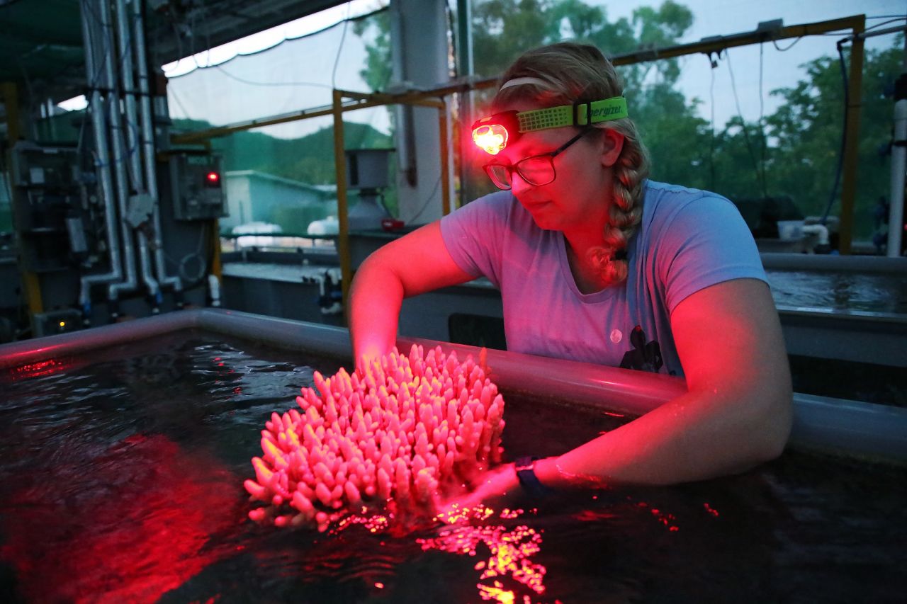 Australian Institute of Marine Science researcher Dr Carly Randall at the National Sea Simulator
