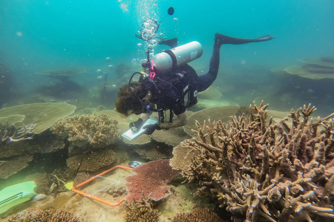 Chris monitoring coral growth and survival. Credit: Marie Roman, AIMS