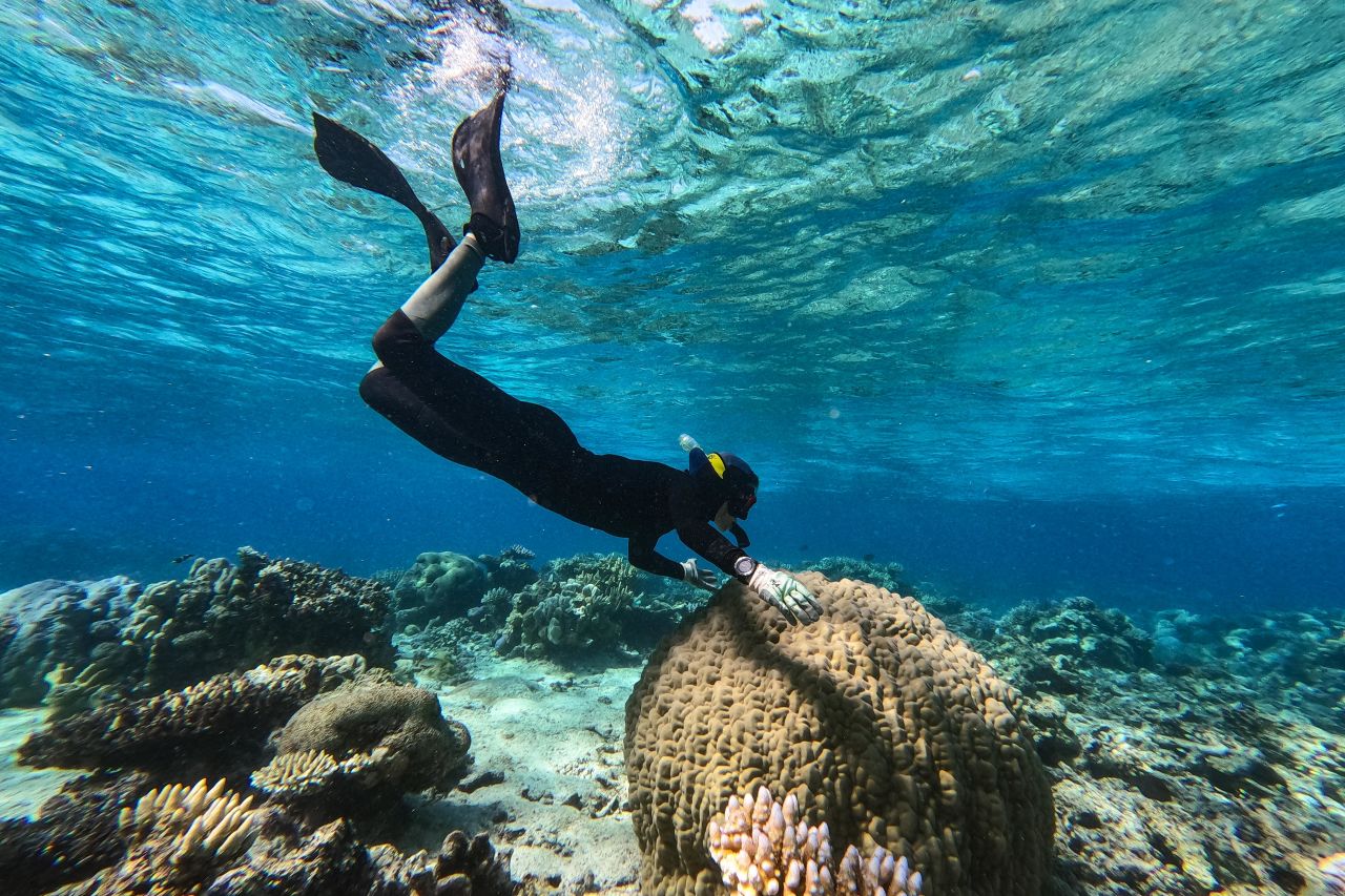 Small segments of corals are collected from the Reef and assessed for heat tolerance. Credit: Marie Roman, AIMS 