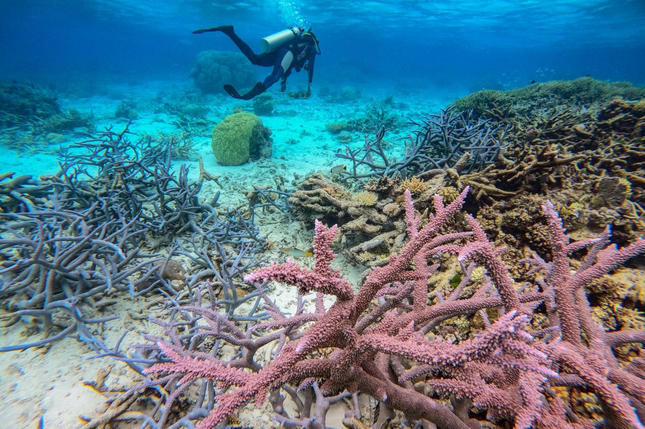 Researchers collect coral samples from the Reef to conduct heat tolerance tests in mobile or land-based aquaria. Credit: Marie Roman, AIMS