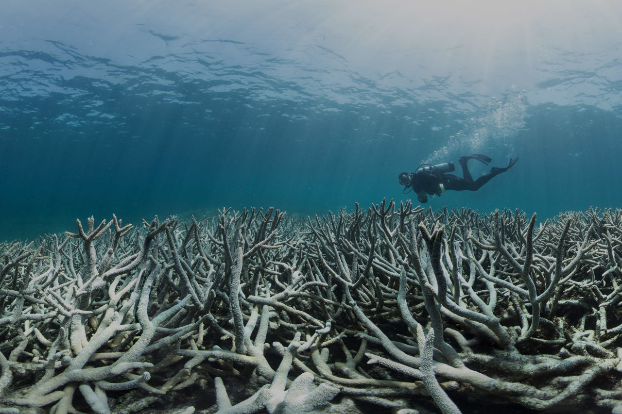 Coral bleaching at Heron Island