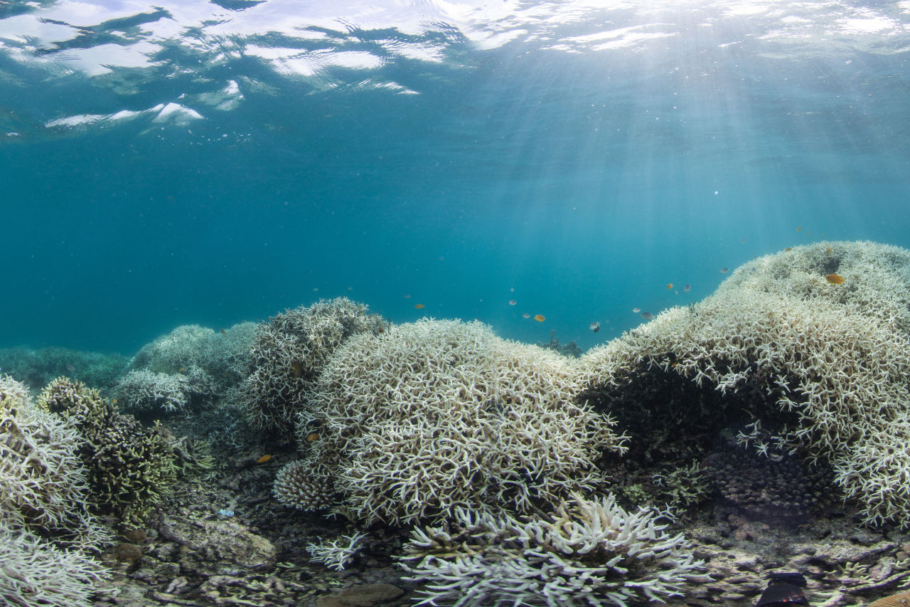 Bleached coral, Lizard Island. Credit: Underwater Earth/XL Catlin Seaview Survey/Christophe Bailhache