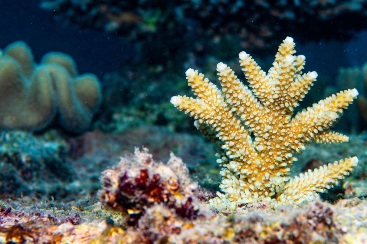 You are such an important part of our Reef's survival