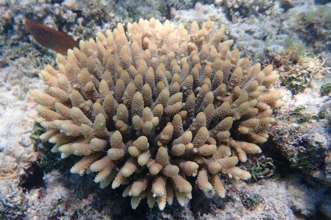 One of the first corals planted through Coral IVF, which has now grown to maturity. Credit: Southern Cross University