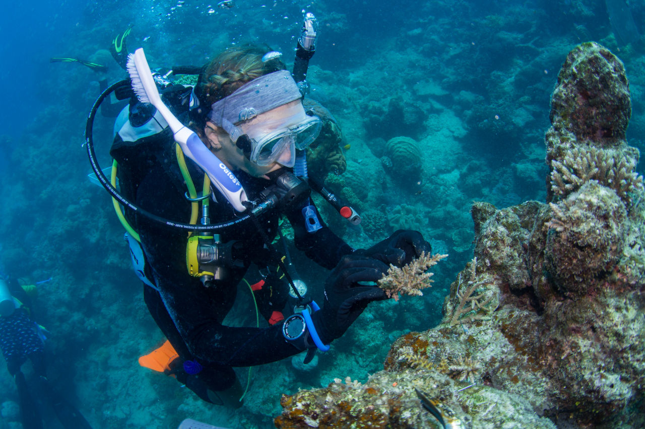 Corals are planted onto reefs to restore and repopulate them. Credit: Coral Nurture Program