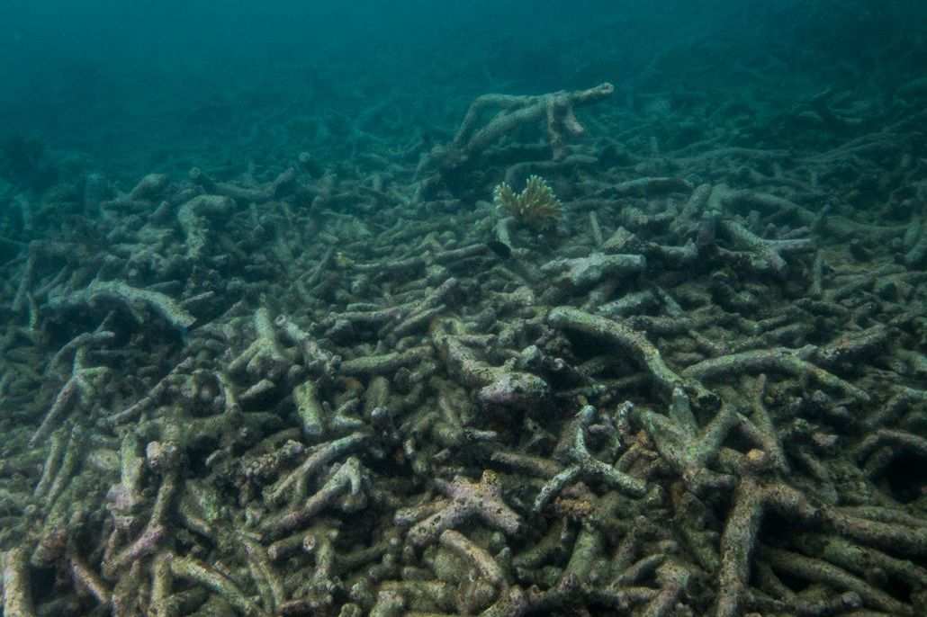 Reefs in the Whitsundays suffered damage during Cyclone Debbie in 2017. Credit: Gary Cranitch, Queensland Museum