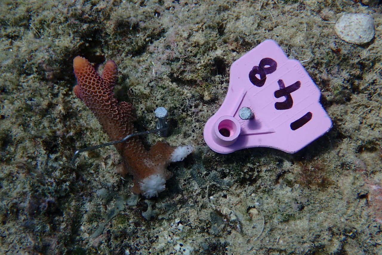 📷  David Suggett - using Coralclip® to replant coral at scale without chemical fixatives