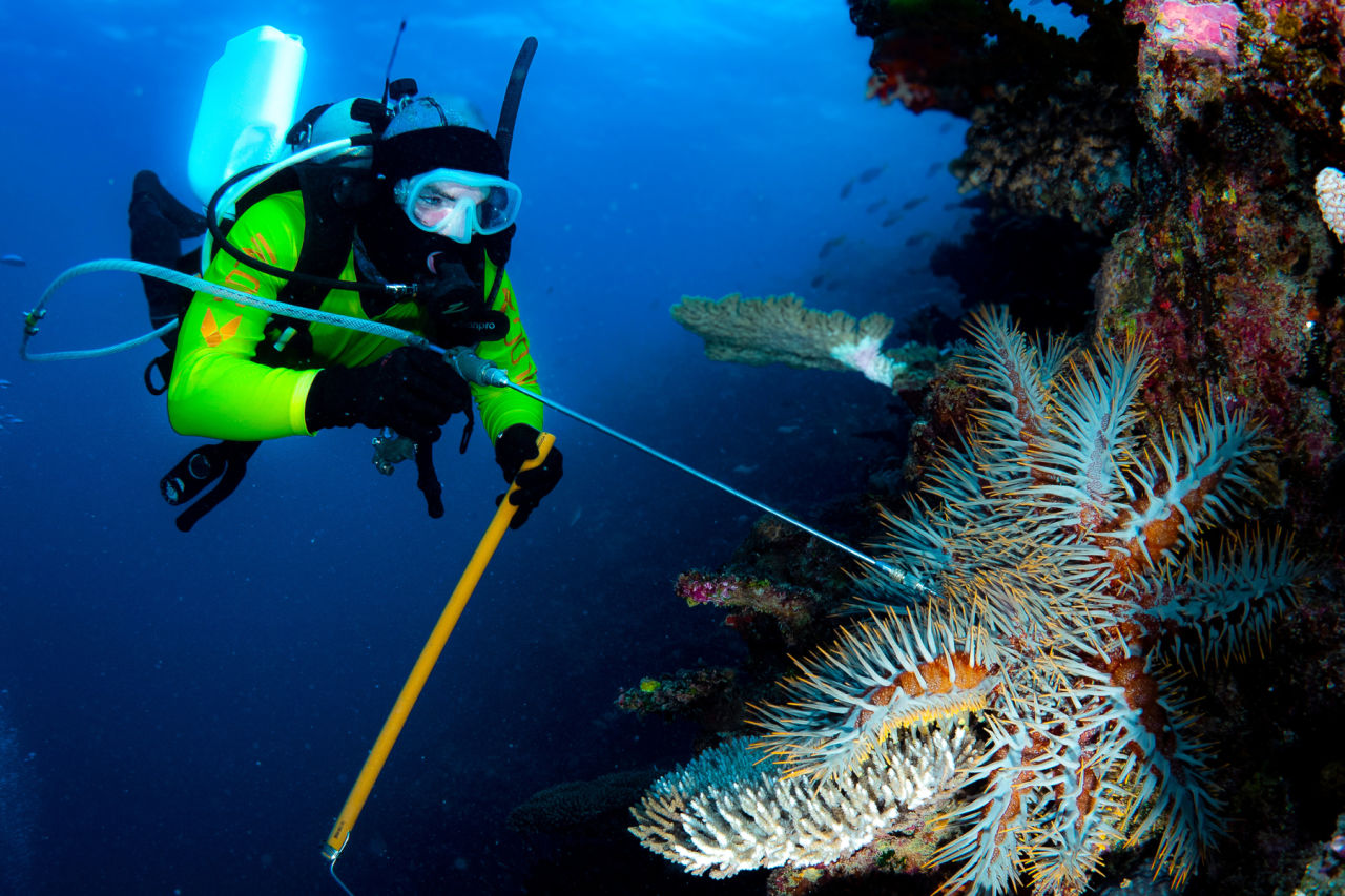 A diver injecting a crown-of-thorns starfish for culling purposes. Credit: Rickard Abom.