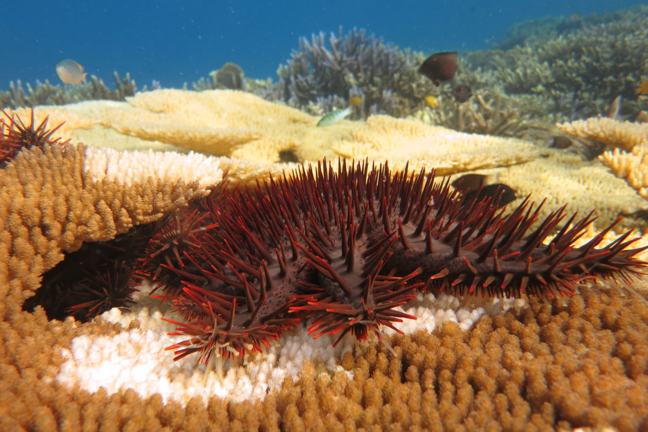 Monitoring data can help to inform Reef managers where crown-of-thorns starfish outbreaks are occurring and predict future outbreaks. Credit: Mary Bonin, GBRF