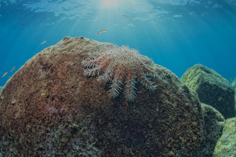 What are crown-of-thorns starfish?