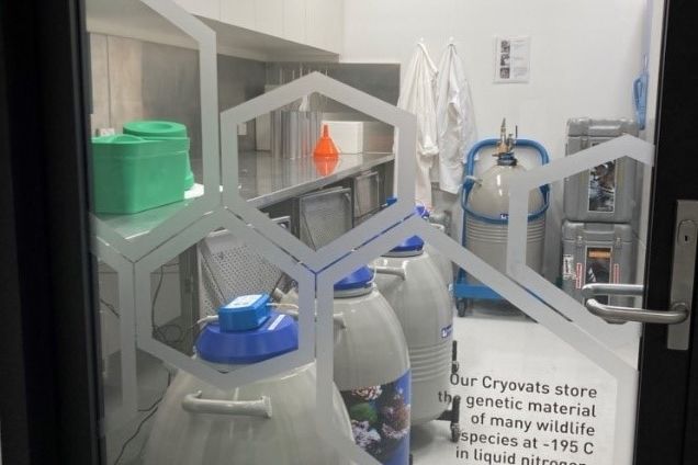 Taronga’s CryoDiversity Bank at the Taronga Institute of Science and Learning. Credit J. K. O’Brien
