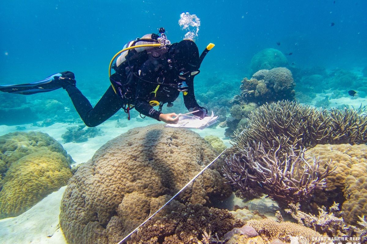 Citizen scientist doing a reef health survey. Credit: GBR Legacy