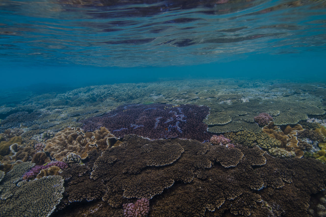An underwater healthy coral reef below the ocean surface.