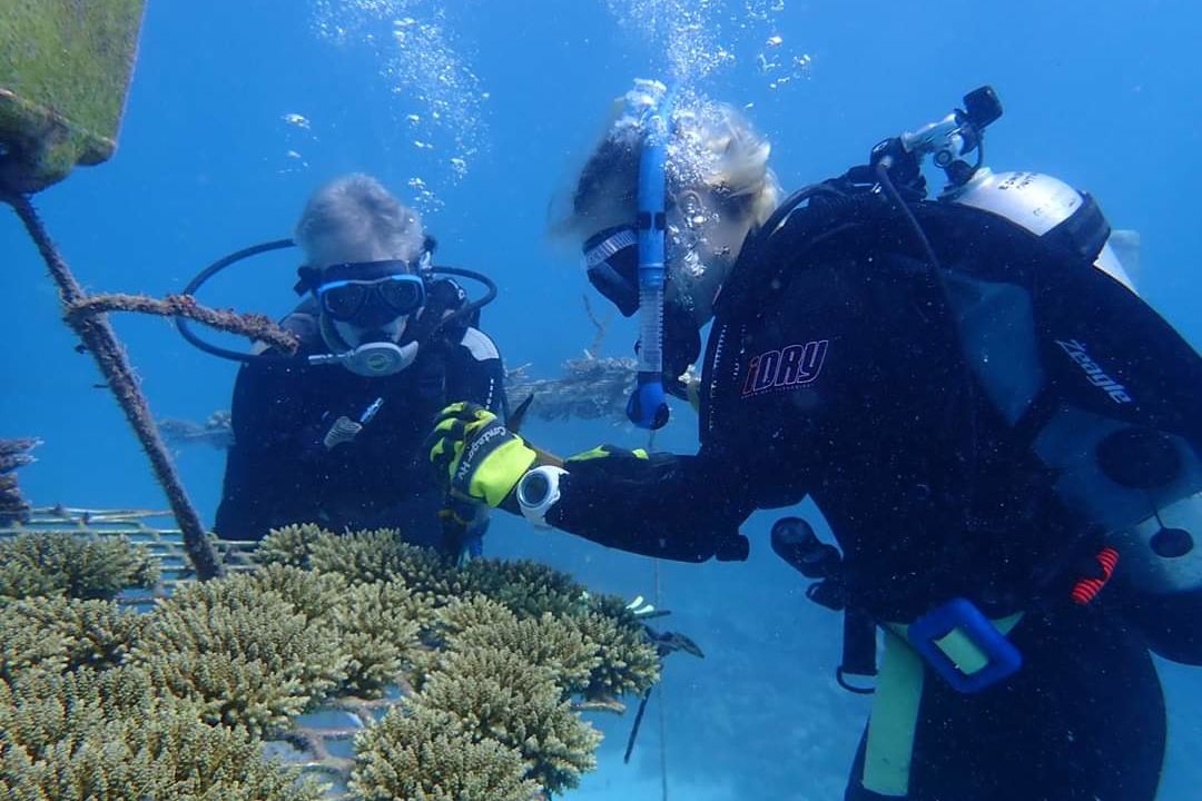 Divers check the corals growing in underwater nurseries. Credit: Wavelength Reef Cruises