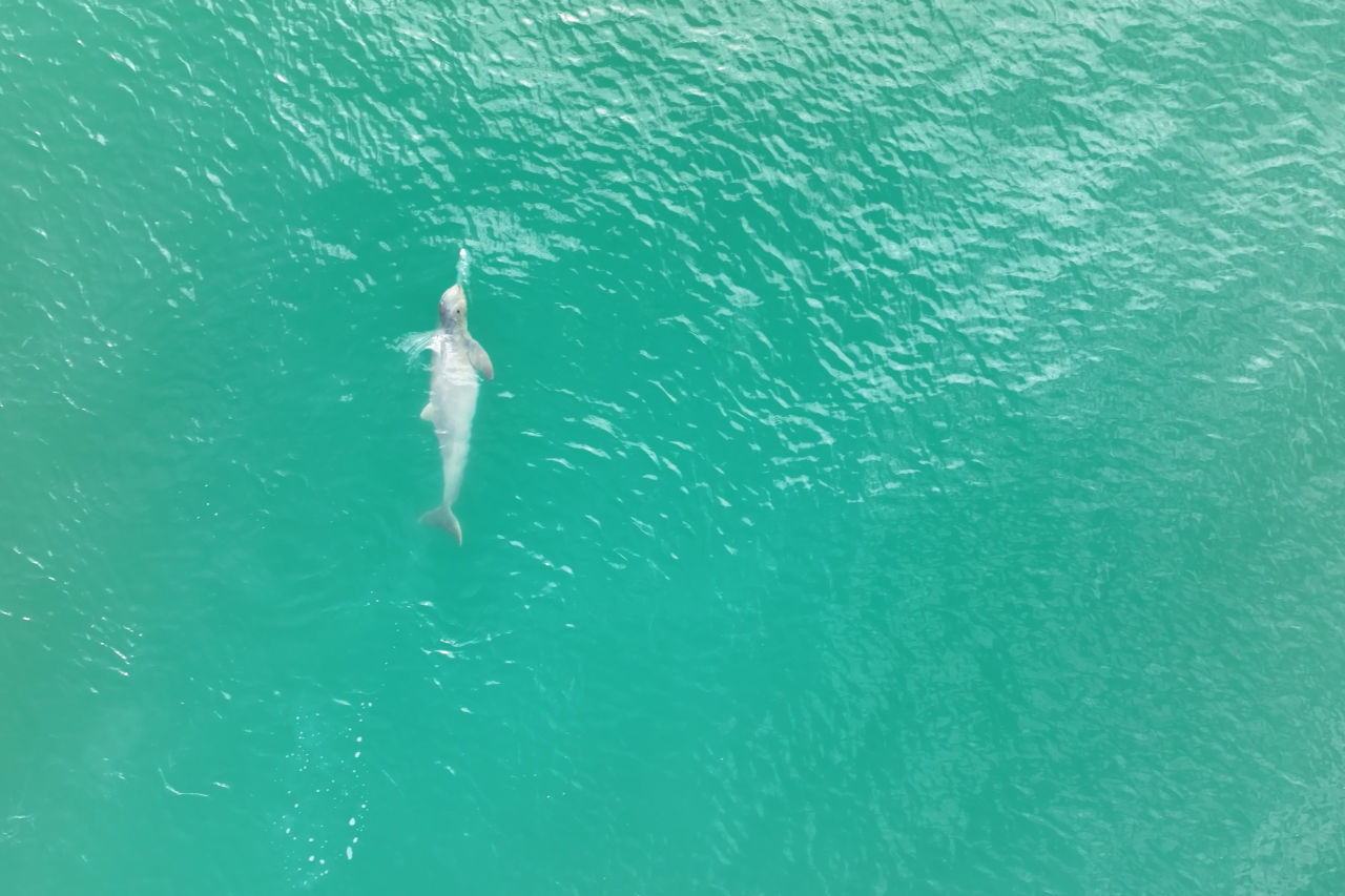 A snubfin dolphin swimming in the pristine waters of the Northern Great Barrier Reef. Credit: Great Barrier Reef Dolphin Project