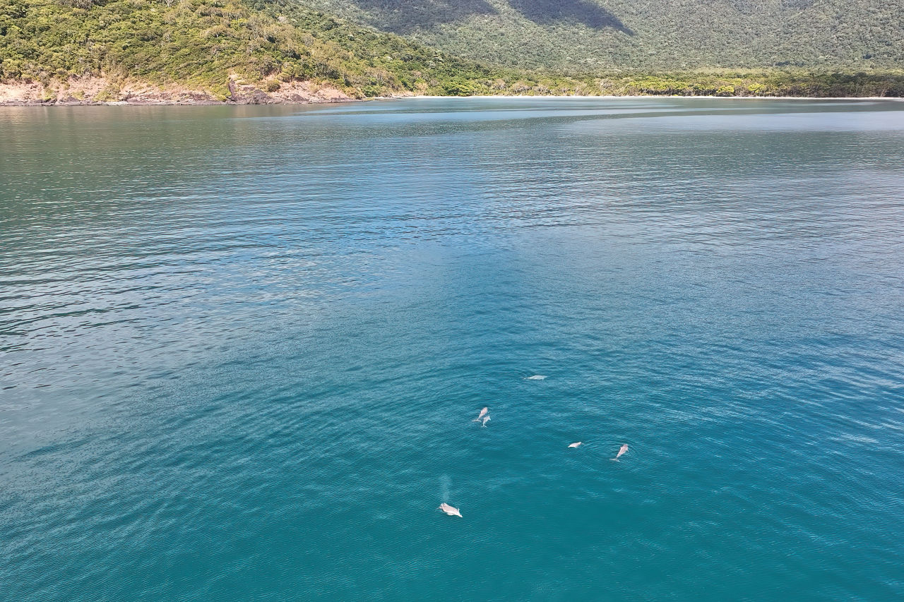 Three mother and calf Australian humpback dolphins. Credit: Great Barrier Reef Dolphin Project 