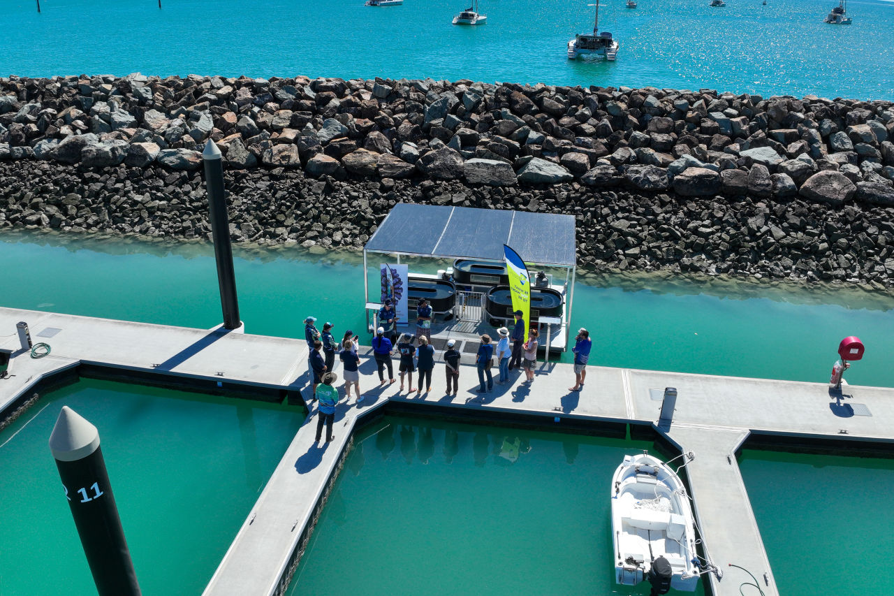 Aerial view of seagrass nursery on Airlie Beach pontoon. Credit: Reef Catchments.