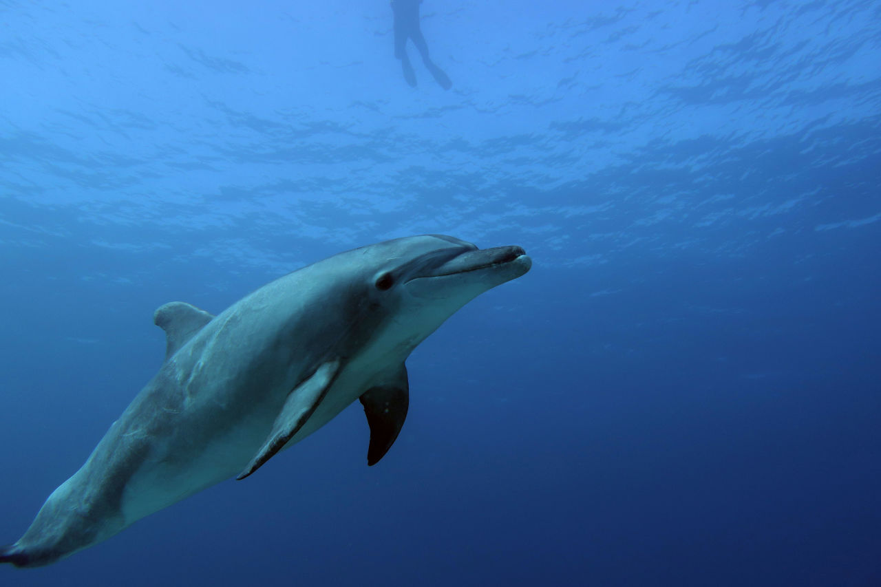 A dolphin 'fly by' captured by researchers in the Leaf to Reef team. Credit: Leaf to Reef